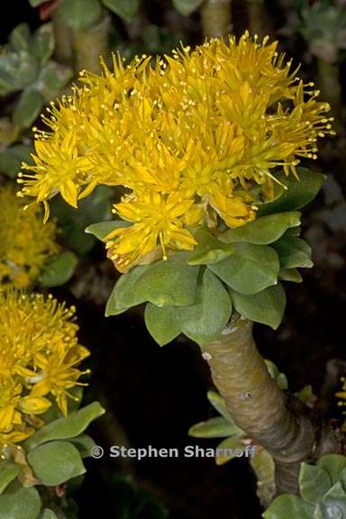 sedum torulosum 3 graphic